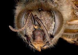   Apis koschevnikovi  female face, photo: T. Brady 
