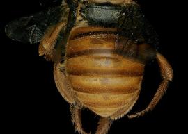   Trachusoides simplex  female abdomen, photo: C. Ritner 
