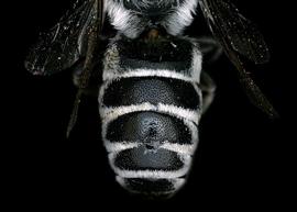   Radoszkowskiana gymaopygia  male abdomen, photo: C. Ritner 
