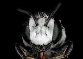   Radoszkowskiana gymaopygia  male face, photo: C. Ritner 
