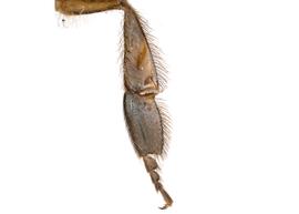   Apis koschevnikovi  female hind leg, photo: T. Brady 
