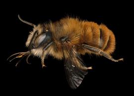   Osmia tricornis  male lateral habitus, photo: Chelsey Ritner 
