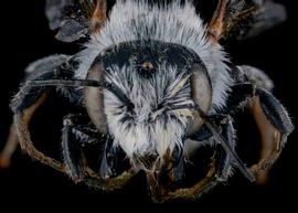   Wainia eremoplana  male face, photo: C. Ritner 
