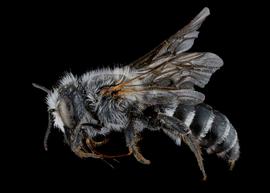   Wainia eremoplana  male lateral habitus, photo: C. Ritner 
