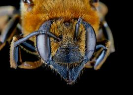   Gronoceras africanibia  female face, photo: C. Ritner 
