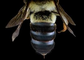   Gronoceras africanibia  female abdomen, photo: C. Ritner 
