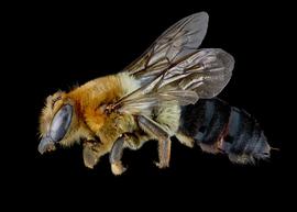   Gronoceras africanibia  female lateral habitus, photo: C. Ritner 
