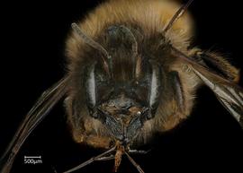   Osmia bicornis  female face, photo: Chelsey Ritner 
