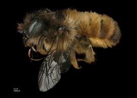   Osmia bicornis  female lateral habitus, photo: Chelsey Ritner 
