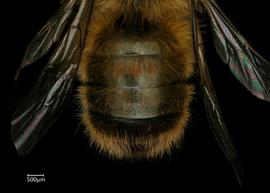   Osmia taurus  male abdomen, photo: Chelsey Ritner 
