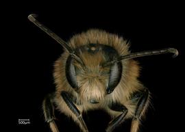   Osmia taurus  male face, photo: Chelsey Ritner 
