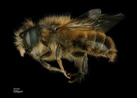   Osmia taurus  male lateral habitus, photo: Chelsey Ritner 
