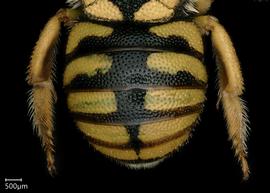   Pseudoanthidium flaviventre nbsp;female abdomen, photo: Chelsey Ritner 
