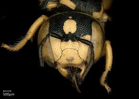   Pseudoanthidium flaviventrenbsp; female face, photo: Chelsey Ritner 
