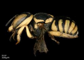   Pseudoanthidium flaviventre nbsp;female lateral habitus, photo: Chelsey Ritner 
