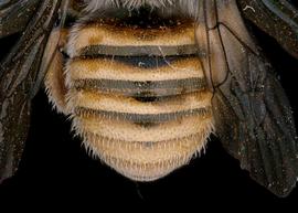   Cyphanthidium intermedium  female abdomen, photo: T. Brady 
