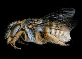   Cyphanthidium intermedium  female lateral habitus, photo: C. Ritner 
