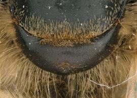   Apis mellifera  female scutellum brown, photo: T. Brady 
