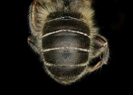   Hoplitis anthocopoides  male abdomen, photo: C. Ritner 
