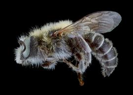   Hoplitis anthocopoides  male lateral habitus, photo: C. Ritner 
