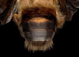   Apis koschevnikovi  drone abdomen, photo: T. Brady 
