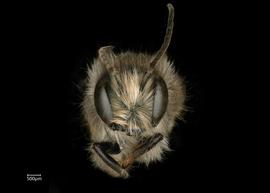   Osmia rufina  male face, photo: Chelsey Ritner 
