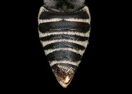   Coelioxys corturnix  female abdomen, photo: C. Ritner 
