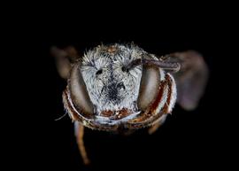  Fig 1,  Coelioxys coturnix  female face, photo: C. Ritner 
