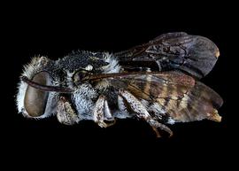   Coelioxys coturnix  female lateral habitus, photo: C. Ritner 
