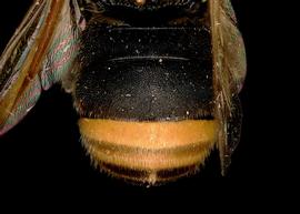   Hoplostelis bivittata  male abdomen, photo: T. Brady 
