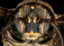  nbsp; Hoplostelis bivittata  male face, photo: T. Brady 
