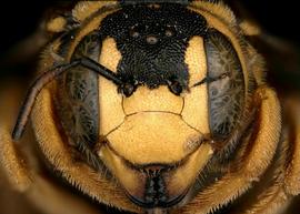   Trachusa dumerlei  female head, photo: T. Brady 
