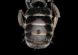   Afrostelis aethiopica  female abdomen, photo: T. Brady 
