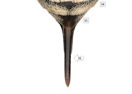   Coelioxys acanthura  female S6, photo: C. Ritner 
