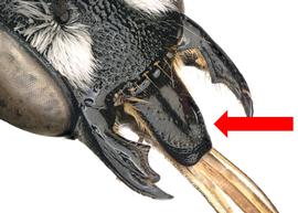   Stenoheriades  sp. labrum, photo: C. Ritner 
