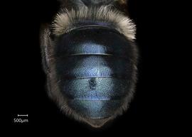   Osmia montana  ?female abdomen, photo: Chelsey Ritner 
