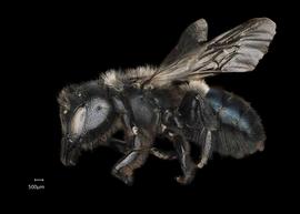  Osmia montana  ?female lateral habitus, photo: Chelsey Ritner 

