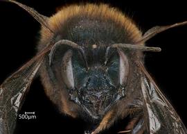   Osmia kohlii  female face, photo: Chelsey Ritner 

