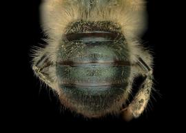   Osmia apicata  male abdomen, photo: Chelsey Ritner 
