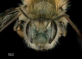   Osmia apicata  female face, photo: Chelsey Ritnernbsp; 
