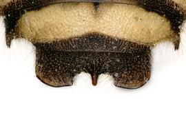   Anthidium jocosum  male, diagram showing dorsal view of seventh tergum (T7), photo: Jeni Sidwell 
