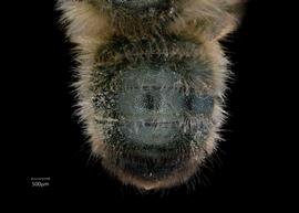   Osmia cerinthidis  female abdomen, photo: Chelsey Ritner 
