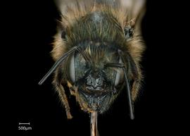   Osmia cerinthidis  female face, photo: Chelsey Ritner 
