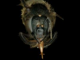  Apis dorsata  female face, photo: C. Ritner 
