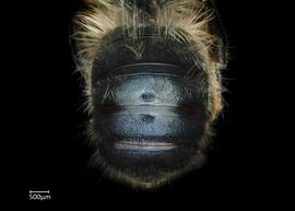   Osmia cerinthidis  male abdomen, photo: Chelsey Ritner 
