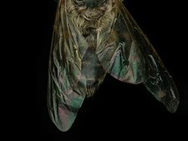   Apis andreniformis  drone abdomen, photo: C. Ritner 
