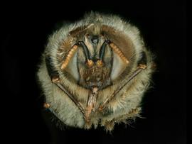  Apis andreniformis  drone face, photo: C. Ritner 
