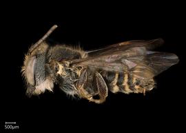   Megachile simillimanbsp; male lateral habitus, photo: Chelsey Ritner 

