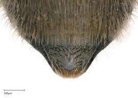  Megachilenbsp;montivaga nbsp;female S6, photo: Joshua Hengel 

