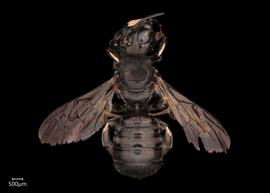   Ceratina subquadrata  male dorsal habitus, photo: Joshua Hengel 
